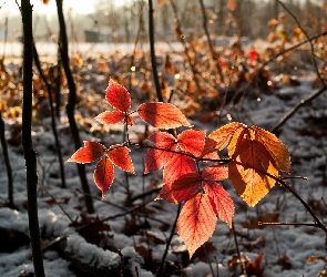 Liście, Gałęzie, Śnieg