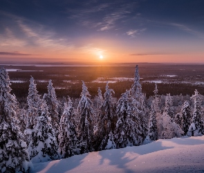 Laponia, Zima, Finlandia, Park Narodowy Riisitunturi, Świerki, Gmina Posio, Zachód słońca, Drzewa