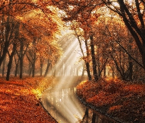 Amsterdam, Jesień, Holandia, Amsterdam Forest, Rzeczka, Park Amsterdamse Bos, Przebijące światło, Drzewa