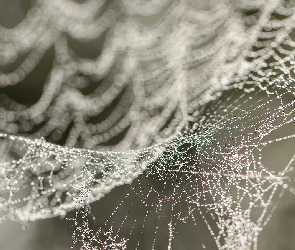 Bokeh, Woda, Pajęczyna, Krople