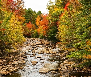 Jesień, Las, Stan New Hampshire, Stany Zjednoczone, Rzeka Pemigewasset River, Kamienie