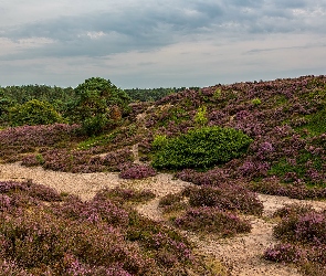 Park Narodowy De Hoge Veluwe, Holandia, Wrzosowisko, Trawa, Drzewa, Wzgórza, Wrzosy