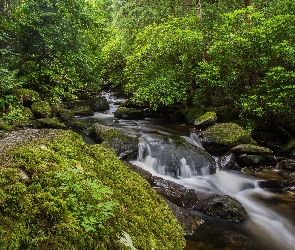 Park Narodowy Killarney, Kamienie, Las, Rzeka Owengarriff River, Irlandia