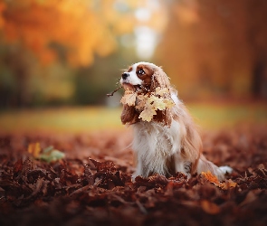 Jesień, Liście, Cavalier King Charles spaniel, Park