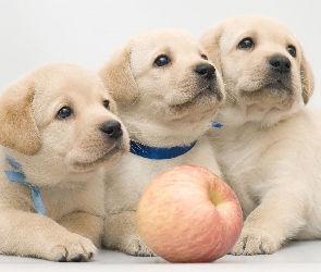 Szczeniaki, Jabłko, Labrador retriever