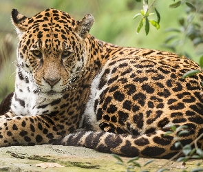 Skała, Gałązki, Jaguar amerykański