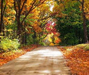 Jesień, Liście, Las, Drzewa, Droga