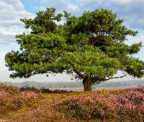 Wrzosowisko, Drzewo, Prowincja Geldria, Holandia, Gmina Epe, Droga