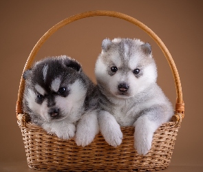 Siberian husky, Słodkie, Szczeniaki, Koszyk, Psy
