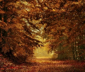 Jesień, Droga, Drzewa, Liście, Las