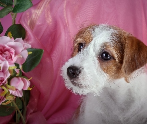 Jack Russell terrier, Kwiaty, Szczeniak