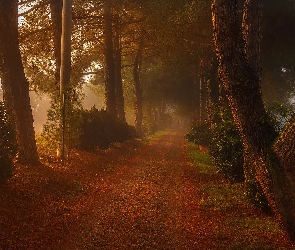 Droga, Mgła, Drzewa, Latarnia, Jesień