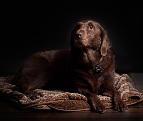 Labrador Retriever, Koc, Brązowy