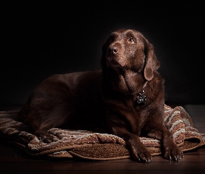 Brązowy, Koc, Labrador Retriever