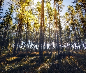 Przebijające Światło, Las, Jesień, Drzewa