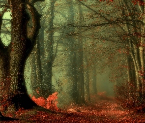 Jesień, Las, Mgła, Drzewa, Liście, Droga