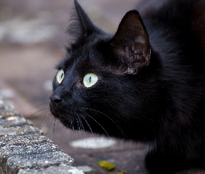 Czarny, Spojrzenie, Kot