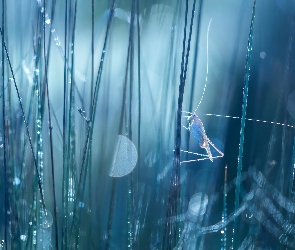 Trawa, Bokeh, Pasikonik