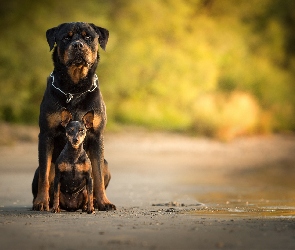 Rottweiler, Pinczer miniaturowy