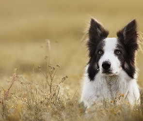 Border collie, Rośliny, Łąka, Mordka, Pies