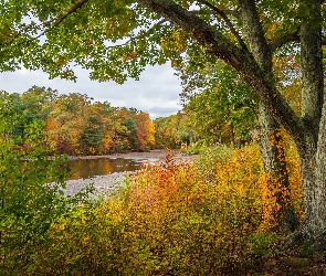 Drzewa, Jesień, Stan Massachusetts, Roślinność, D.W. Field Park, Stany Zjednoczone, Miasto Avon