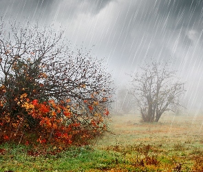 Deszcz, Krzewy, Jesień