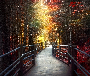 Jesień, Drzewa, Stan Minnesota, Stany Zjednoczone, Park stanowy Grand Portage State Park, Aleja