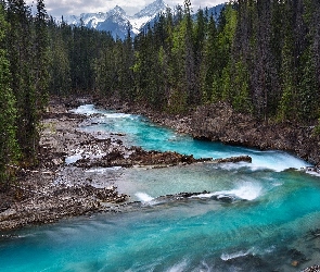 Kanada, Góry, Rzeka Kicking Horse, Las, Kolumbia Brytyjska