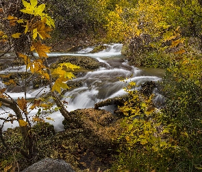 Rzeka, Liście, Kamienie, Krzewy, Las