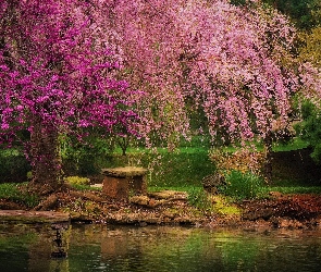 Ławeczka, Kamienie, Park, Roślinność, Jezioro, Drzewo, Wiosna