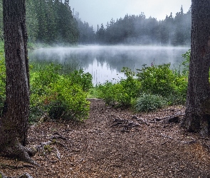 Las, Mgła, Hrabstwo Snohomish, Stany Zjednoczone, Drzewa, Jezioro Goat Lake
