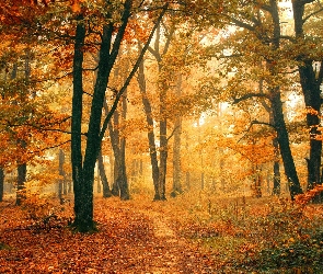 Roślinność, Drzewa, Jesień, Las