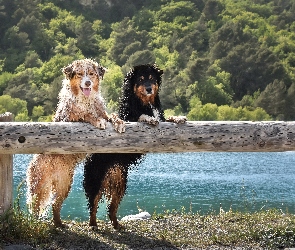 Drzewa, Woda, Owczarki australijskie, Ogrodzenie