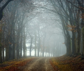 Jesień, Mgła, Drzewa, Las, Droga