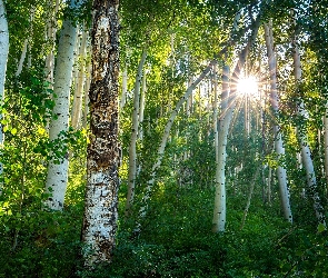Topola osika, Promienie słońca, Stan Kolorado, Stany Zjednoczone, Crested Butte, Las
