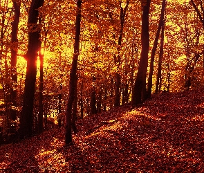 Polska, Gdańsk, Wschód słońca, Las Oliwski, Drzewa, Trójmiejski Park Krajobrazowy