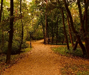 Gdańsk, Drzewa, Alejki, Park Brzeźnieński im. J. J. Haffnera, Polska