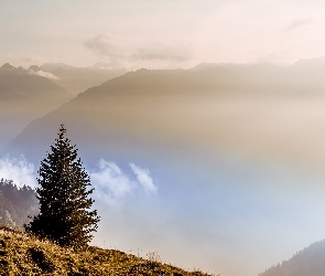 Drzewo, Mgła, Góry