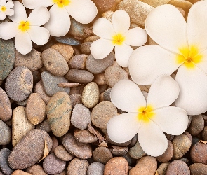 Plumeria, Kamienie