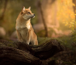 Shiba inu, Roślina, Drewno, Mordka, Pies