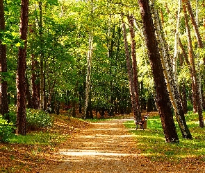 Ławeczki, Drzewa, Gdańsk, Polska, Park Brzeźnieński im. J. J. Haffnera, Alejka