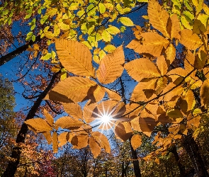 Jesień, Promienie słońca, Drzewa, Gałęzie, Liście