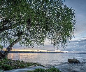 Kamień, Wierzba płacząca, Jezioro, Drzewo
