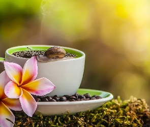Filiżanka, Mech, Ślimak, Kawa, Plumeria