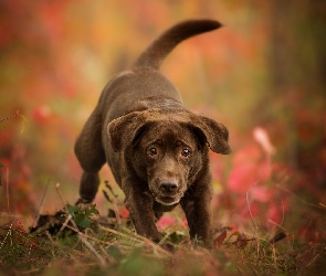 Labrador retriever, Czekoladowy, Pies