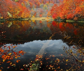 Wyspa Honsiu, Las bukowy, Jezioro Tsuta Numa, Park Narodowy Towada-Hachimantai, Japonia