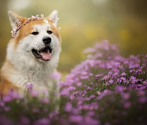Astry marcinki, Kwiaty, Akita inu, Pies, Mordka, Wianek