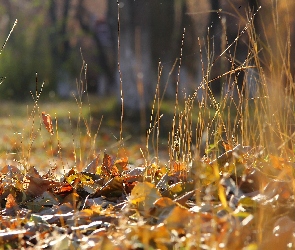 Trawy, Suche, Jesień, Liście