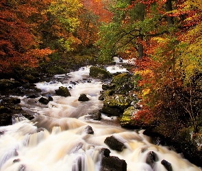 Las państwowy Hermitage, Hrabstwo Perthshire, Szkocja, Jesień, Kamienie, Rzeka Braan, Las, Las Craigvinean