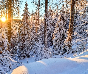 Świerki, Wschód słońca, Zima, Las